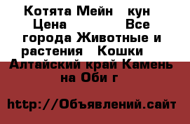 Котята Мейн - кун › Цена ­ 19 000 - Все города Животные и растения » Кошки   . Алтайский край,Камень-на-Оби г.